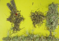 Наши северные мох и травы превратились в ...зайчишку! Благодаря мозайке. конкурс рисунков посвященный М.В. Ломоносову